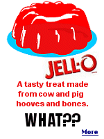 The gelatin in Jell-O comes from the collagen in cow or pig bones, hooves, and connective tissues. After grinding up these various parts, they are treated with a strong acid.